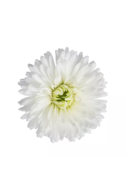 Aster novi-belgii Arctic White